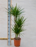 Dracaena marginata 60-³0-15 115 cm  burobloemen
