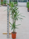 Dracaena white stripe 90-60-³0 150 cm  burobloemen