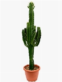 Euphorbia erytrea vertakt 120 cm  burobloemen