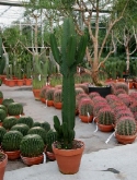 Euphorbia ingens vertakt 130 cm  burobloemen