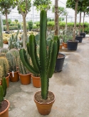 Euphorbia ingens vertakt extra 150 cm  burobloemen
