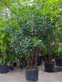 Euphorbia punicia vertakt 275 cm  burobloemen