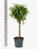 Foto van Ficus amstel king stam 140 cm via burobloemen