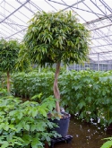 Ficus alii stam gevl. 300 cm  burobloemen
