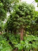 Ficus alii multi stam 500 cm  burobloemen