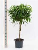 Foto van Ficus alii stam 140 cm via burobloemen