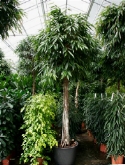 Foto van Ficus alii stam 400 cm via burobloemen
