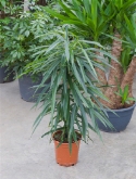 Foto van Ficus alii toef 90 cm via burobloemen