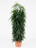Ficus alii draadzuil 160 cm  burobloemen