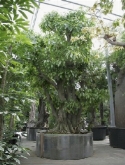 Foto van Ficus altissima stam 800 cm via burobloemen
