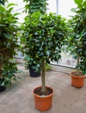 Foto van Ficus australis stam 190 cm via burobloemen