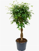 Foto van Ficus benjamina stam gevl. 130 cm via burobloemen