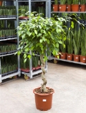 Foto van Ficus benjamina stam kurk 140 cm via burobloemen