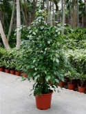 Foto van Ficus benjamina toef 180 cm via burobloemen