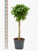 Ficus columnar stam 130 cm  burobloemen