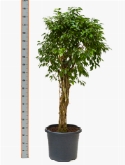 Foto van Ficus columnar stam (160-180) 175 cm via burobloemen