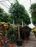 Foto van Ficus cyathistipula stam 375 cm via burobloemen