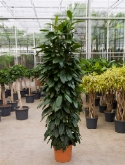 Foto van Ficus cyathistipula draadzuil 200 cm via burobloemen