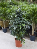 Foto van Ficus danielle toef 150 cm via burobloemen