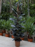 Foto van Ficus elastica abidjan toef 180 cm via burobloemen
