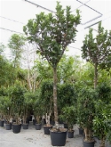 Foto van Ficus lyrata bambino stam (450-475) 450 cm via burobloemen