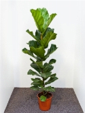 Foto van Ficus lyrata 1pp 150 cm via burobloemen