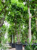 Foto van Ficus lyrata multi stam 600 cm via burobloemen