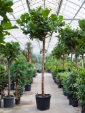 Foto van Ficus lyrata stam (450-475) 450 cm via burobloemen