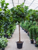 Foto van Ficus lyrata stam 325 cm via burobloemen