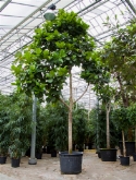 Foto van Ficus lyrata stam (600-775) 700 cm via burobloemen