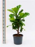 Foto van Ficus lyrata stam vertakt (90-100) 100 cm via burobloemen