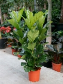 Foto van Ficus lyrata toef ³pp 110 cm via burobloemen