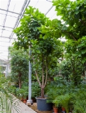 Foto van Ficus lyrata vertakt 600 cm via burobloemen