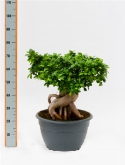 Ficus micr. ginseng 4000 gram schotel ø³2 75 cm  burobloemen