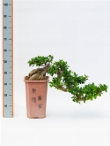 Ficus microcarpa compacta cascade 60 cm  burobloemen