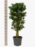 Ficus microcarpa compacta multi stam 140 cm  burobloemen