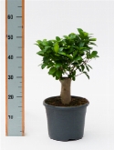 Foto van Ficus microcarpa compacta stam 40 cm via burobloemen