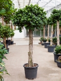 Ficus microcarpa compacta stam (190-210) 190 cm  burobloemen