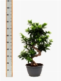 Foto van Ficus microcarpa compacta s-stam schotel ø20 70 cm via burobloemen