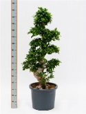 Ficus microcarpa compacta s-stam 175 cm  burobloemen