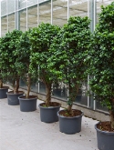 Ficus microcarpa compacta bush|vertakt 225 cm  burobloemen