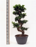 Foto van Ficus microcarpa compacta s-stam schotel ø³2 130 cm via burobloemen