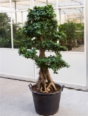Ficus microcarpa compacta bonsai vertakt 190 cm  burobloemen