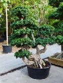 Ficus microcarpa compacta bonsai (275-³00) 290 cm  burobloemen