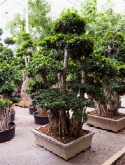 Ficus microcarpa compacta bonsai|vertakt 300 cm  burobloemen