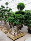 Foto van Ficus microcarpa compacta bonsai 350 cm via burobloemen