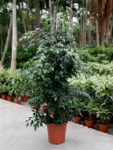 Foto van Ficus midnight lady toef 180 cm via burobloemen