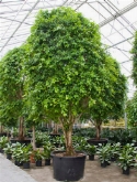 Foto van Ficus nitida multi stam 575 cm via burobloemen