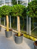 Foto van Ficus nitida compacta stam (180-200) 200 cm via burobloemen
