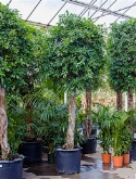 Foto van Ficus nitida stam (425-450) 500 cm via burobloemen